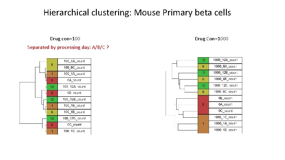 Hierarchical clustering: Mouse Primary beta cells Drug con=100 Separated by processing day: A/B/C ?