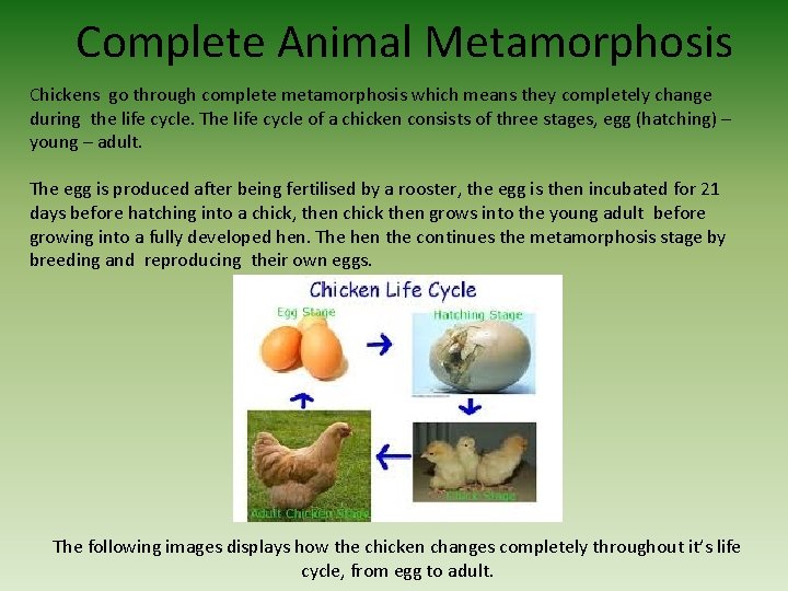 Complete Animal Metamorphosis Chickens go through complete metamorphosis which means they completely change during