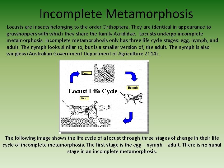 Incomplete Metamorphosis Locusts are insects belonging to the order Orthoptera. They are identical in