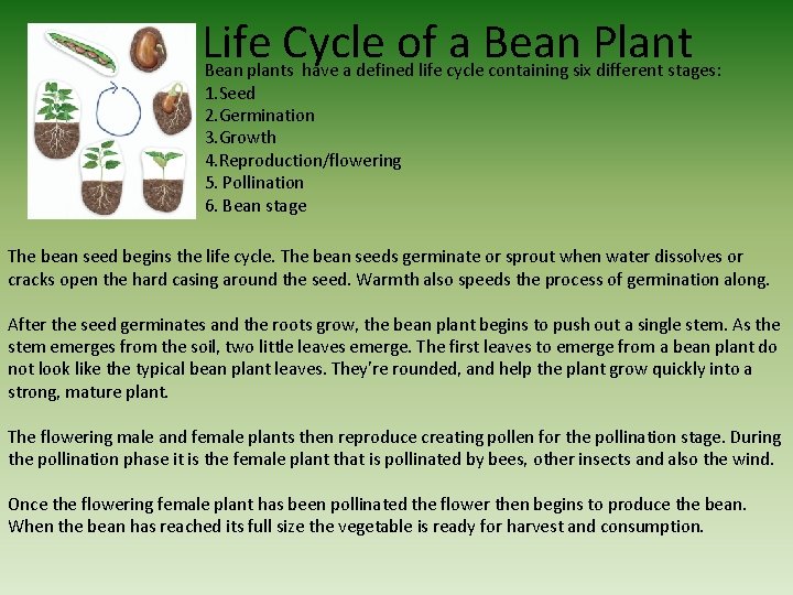 Life Cycle of a Bean Plant Bean plants have a defined life cycle containing