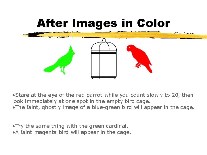 After Images in Color • Stare at the eye of the red parrot while