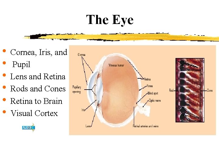 The Eye • Cornea, Iris, and • Pupil • Lens and Retina • Rods