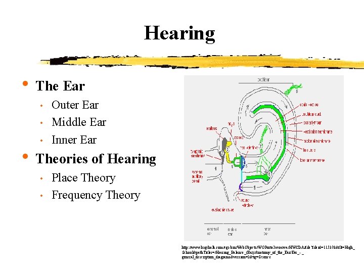 Hearing • The Ear • • • Outer Ear Middle Ear Inner Ear •