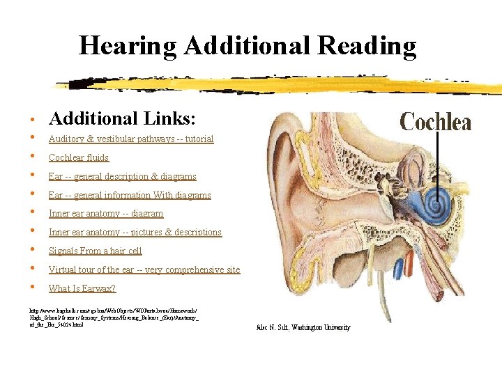 Hearing Additional Reading • • • Additional Links: Auditory & vestibular pathways -- tutorial