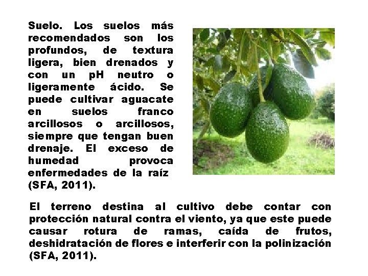 Suelo. Los suelos más recomendados son los profundos, de textura ligera, bien drenados y