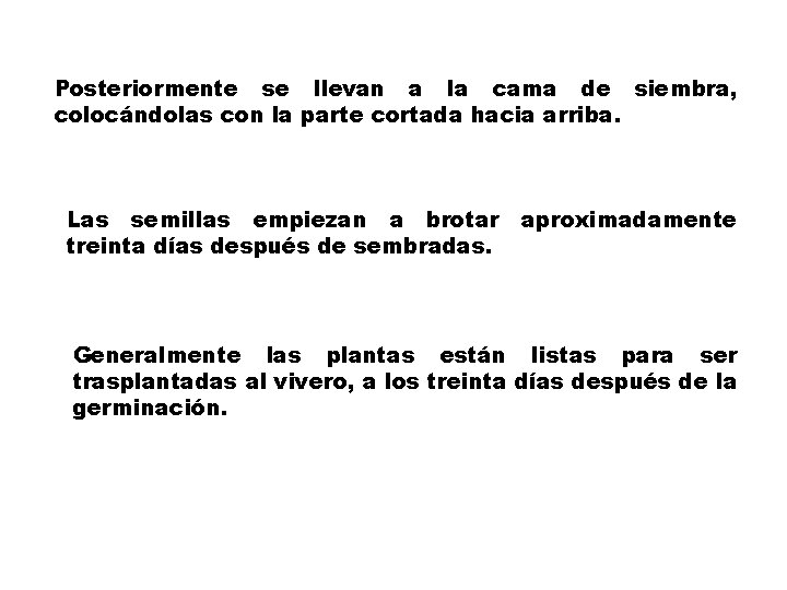 Posteriormente se llevan a la cama de siembra, colocándolas con la parte cortada hacia