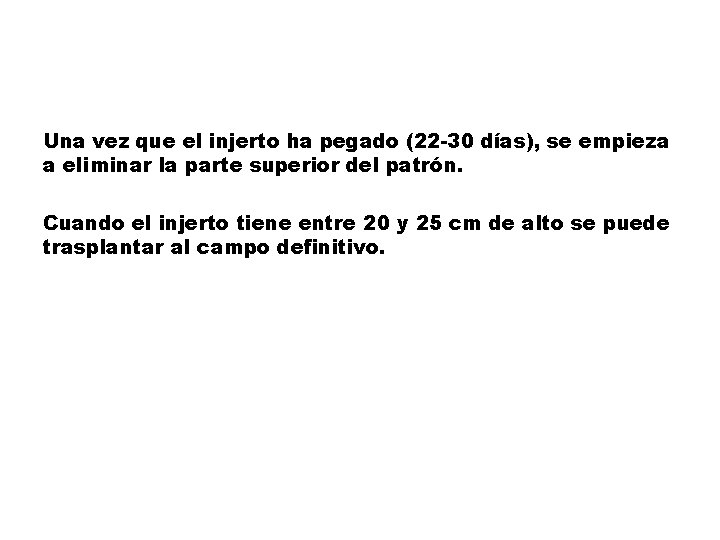 Una vez que el injerto ha pegado (22 -30 días), se empieza a eliminar
