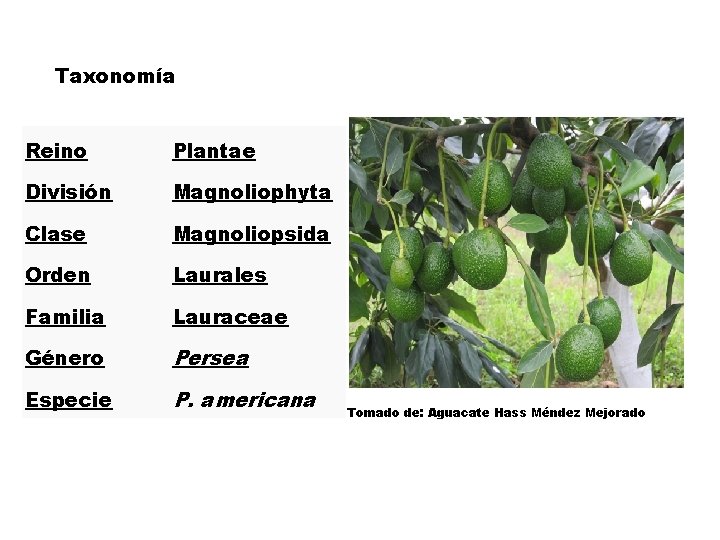 Taxonomía Reino Plantae División Magnoliophyta Clase Magnoliopsida Orden Laurales Familia Lauraceae Género Persea Especie
