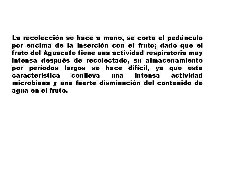 La recolección se hace a mano, se corta el pedúnculo por encima de la