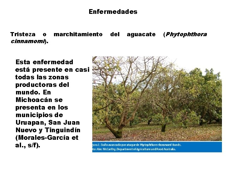 Enfermedades Tristeza o marchitamiento cinnamomi). Esta enfermedad está presente en casi todas las zonas