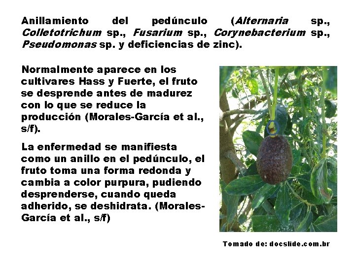 del pedúnculo (Alternaria sp. , Colletotrichum sp. , Fusarium sp. , Corynebacterium sp. ,
