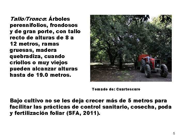 Tallo/Tronco: Árboles perennifolios, frondosos y de gran porte, con tallo recto de alturas de