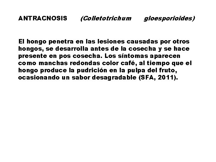 ANTRACNOSIS (Colletotrichum gloesporioides) El hongo penetra en las lesiones causadas por otros hongos, se