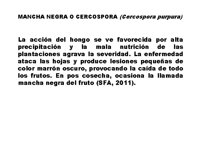 MANCHA NEGRA O CERCOSPORA (Cercospora purpura) La acción del hongo se ve favorecida por