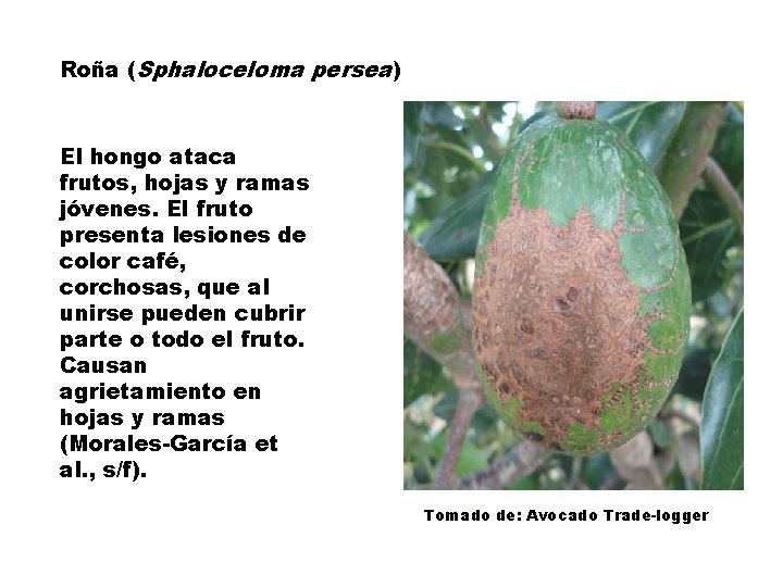Roña (Sphaloceloma persea) El hongo ataca frutos, hojas y ramas jóvenes. El fruto presenta
