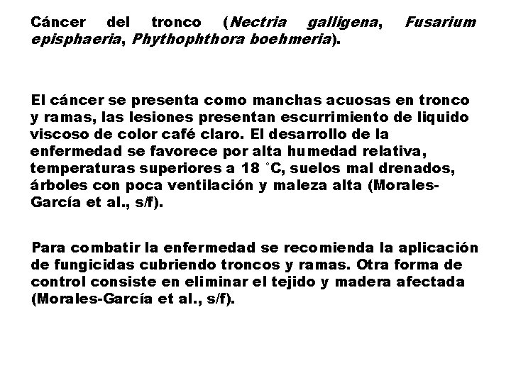 del tronco (Nectria galligena, episphaeria, Phythophthora boehmeria). Cáncer Fusarium El cáncer se presenta como