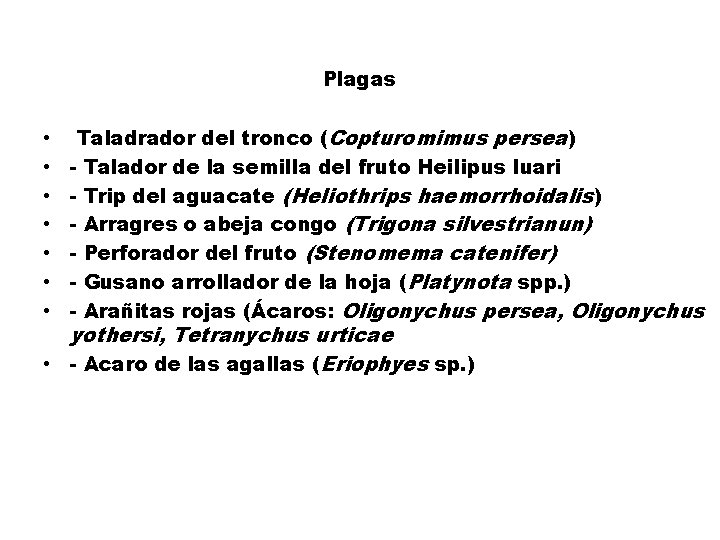 Plagas • • Taladrador del tronco (Copturomimus persea) - Talador de la semilla del