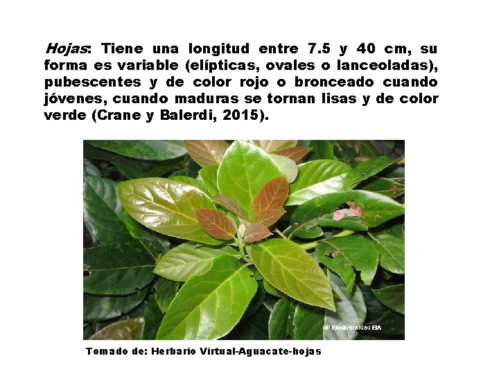 Hojas: Tiene una longitud entre 7. 5 y 40 cm, su forma es variable