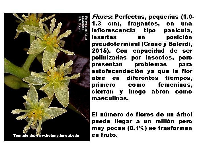 Flores: Perfectas, pequeñas (1. 01. 3 cm), fragantes, en una inflorescencia tipo panícula, insertas