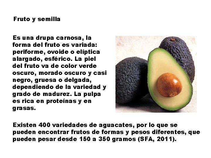 Fruto y semilla Es una drupa carnosa, la forma del fruto es variada: periforme,