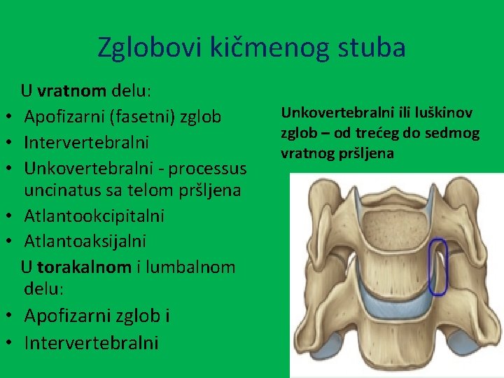 Zglobovi kičmenog stuba • • • U vratnom delu: Apofizarni (fasetni) zglob Intervertebralni Unkovertebralni