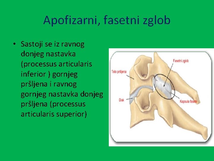 Apofizarni, fasetni zglob • Sastoji se iz ravnog donjeg nastavka (processus articularis inferior )