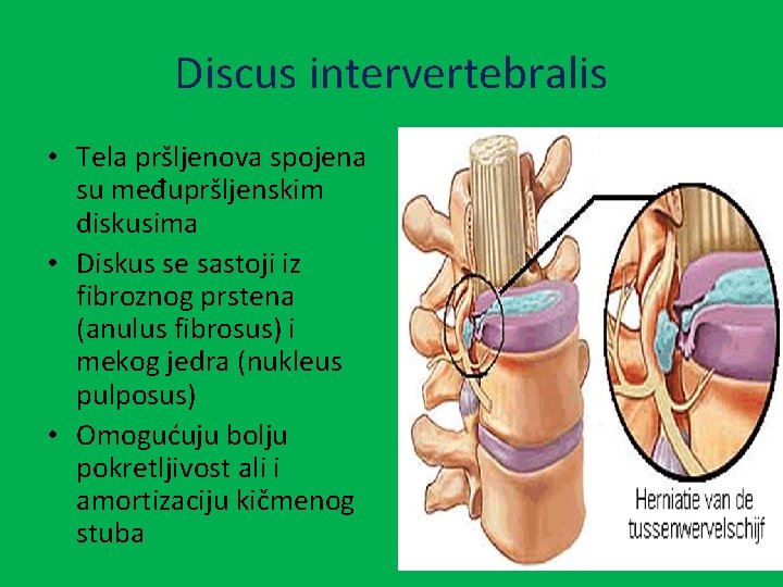 Discus intervertebralis • Tela pršljenova spojena su međupršljenskim diskusima • Diskus se sastoji iz