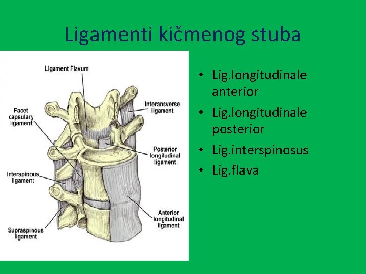 Ligamenti kičmenog stuba • Lig. longitudinale anterior • Lig. longitudinale posterior • Lig. interspinosus