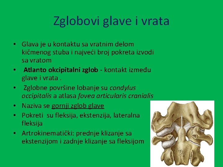 Zglobovi glave i vrata • Glava je u kontaktu sa vratnim delom kičmenog stuba