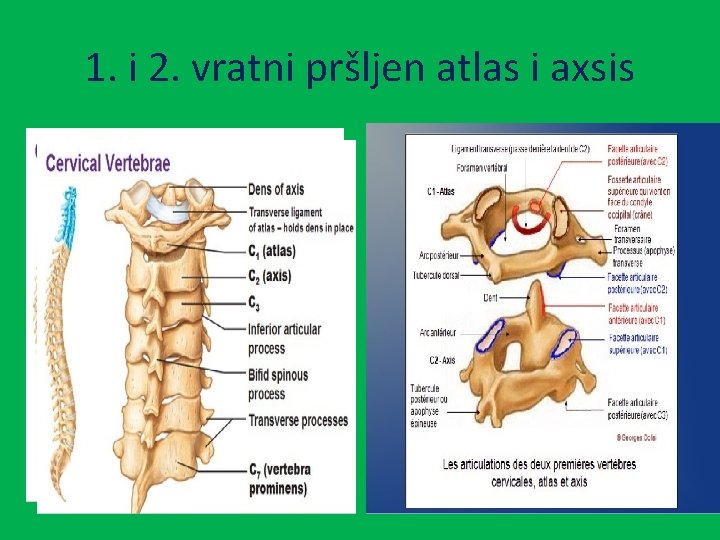 1. i 2. vratni pršljen atlas i axsis 