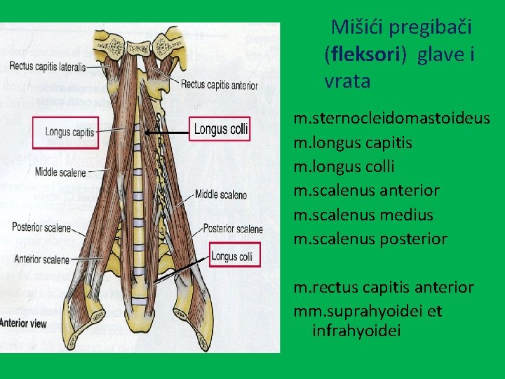 Mišići pregibači (fleksori) glave i vrata m. sternocleidomastoideus m. longus capitis m. longus colli