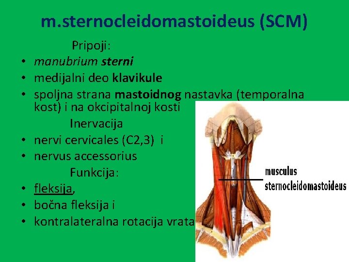 m. sternocleidomastoideus (SCM) • • Pripoji: manubrium sterni medijalni deo klavikule spoljna strana mastoidnog