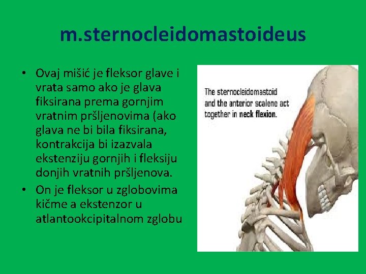 m. sternocleidomastoideus • Ovaj mišić je fleksor glave i vrata samo ako je glava