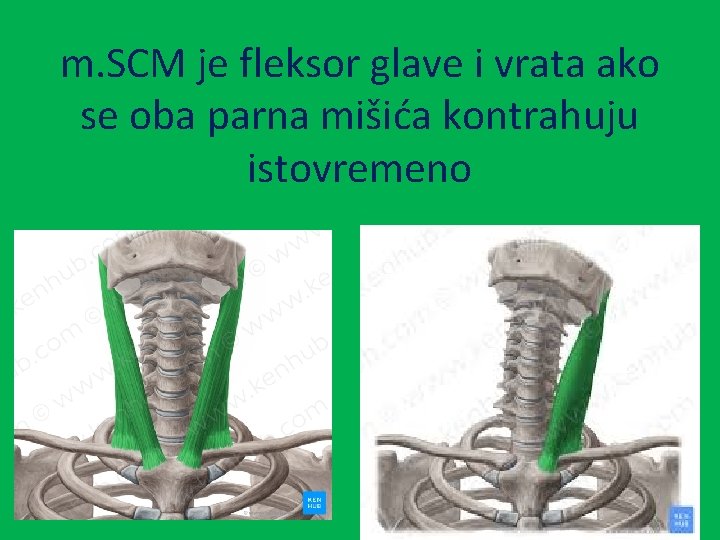 m. SCM je fleksor glave i vrata ako se oba parna mišića kontrahuju istovremeno