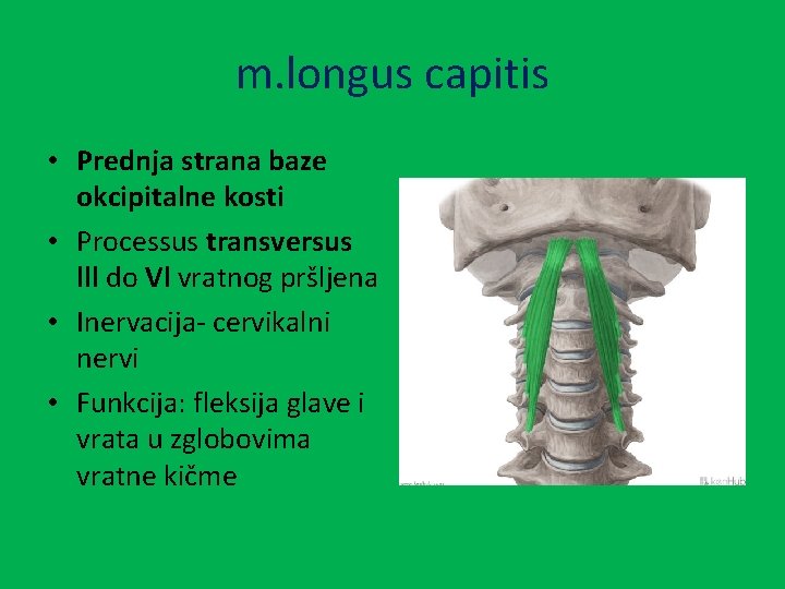 m. longus capitis • Prednja strana baze okcipitalne kosti • Processus transversus lll do