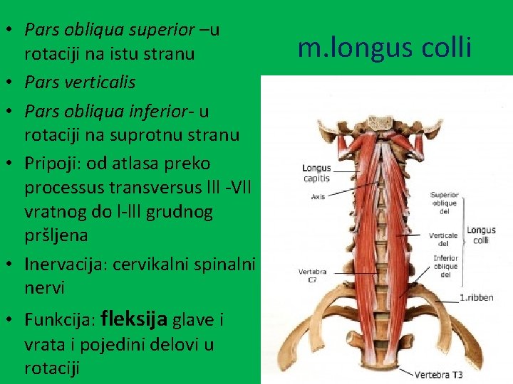  • Pars obliqua superior –u rotaciji na istu stranu • Pars verticalis •