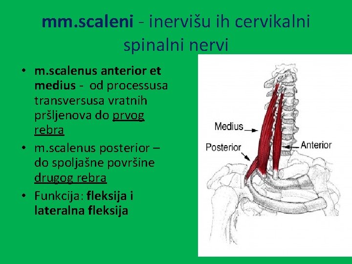 mm. scaleni - inervišu ih cervikalni spinalni nervi • m. scalenus anterior et medius