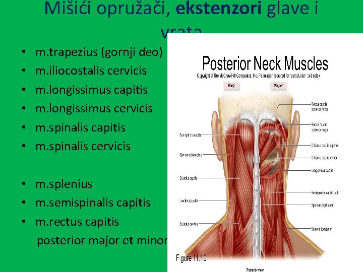 Mišići opružači, ekstenzori glave i vrata • • • m. trapezius (gornji deo) m.