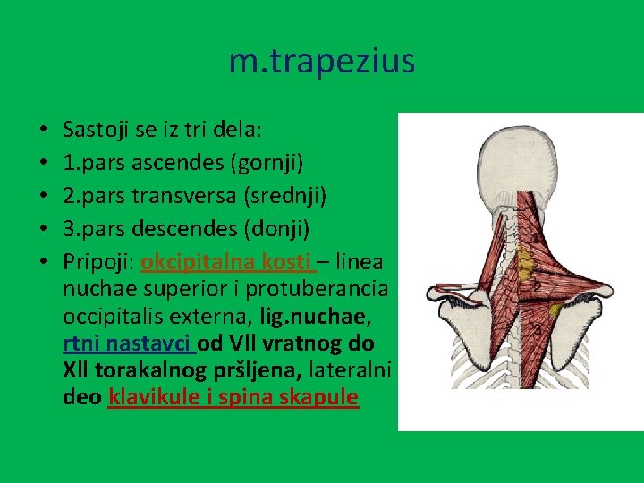 m. trapezius • • • Sastoji se iz tri dela: 1. pars ascendes (gornji)