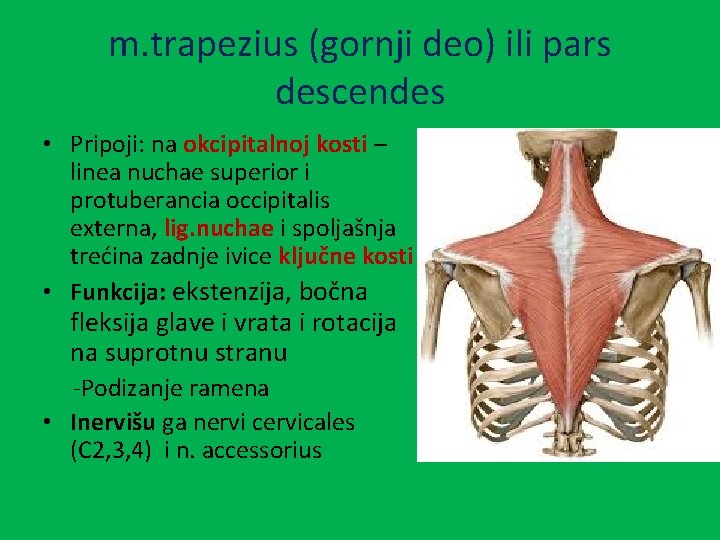 m. trapezius (gornji deo) ili pars descendes • Pripoji: na okcipitalnoj kosti – linea