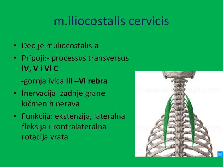 m. iliocostalis cervicis • Deo je m. iliocostalis-a • Pripoji: - processus transversus l.