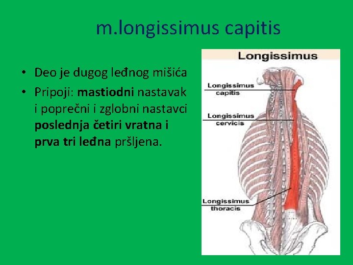 m. longissimus capitis • Deo je dugog leđnog mišića • Pripoji: mastiodni nastavak i