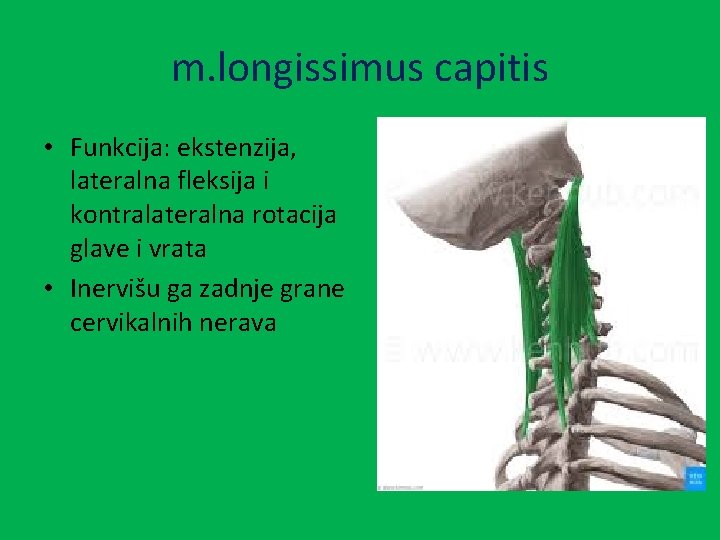 m. longissimus capitis • Funkcija: ekstenzija, lateralna fleksija i kontralateralna rotacija glave i vrata