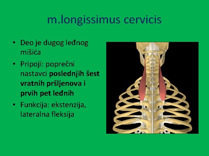 m. longissimus cervicis • Deo je dugog leđnog mišića • Pripoji: poprečni nastavci poslednjih