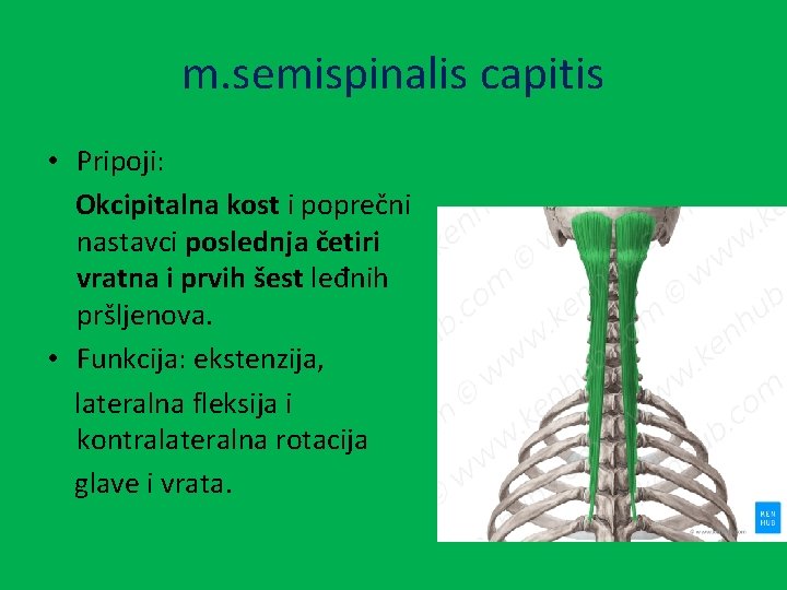m. semispinalis capitis • Pripoji: Okcipitalna kost i poprečni nastavci poslednja četiri vratna i