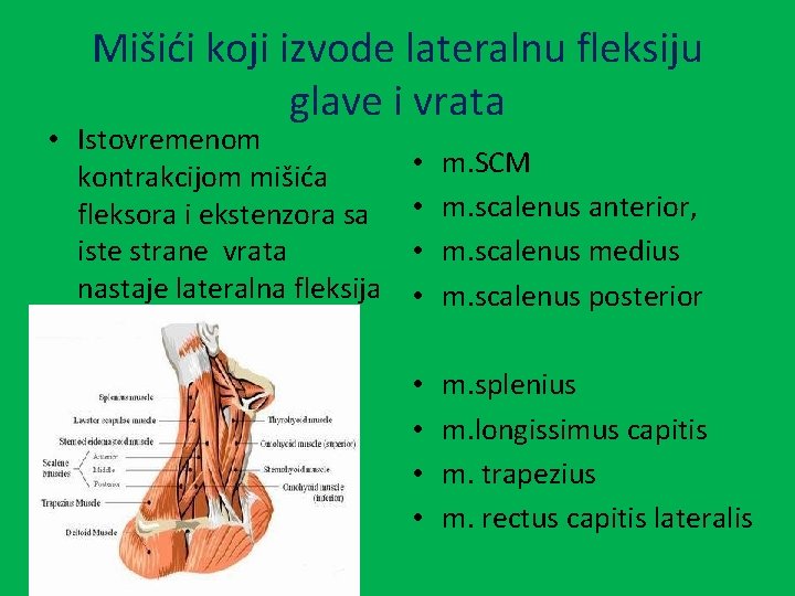 Mišići koji izvode lateralnu fleksiju glave i vrata • Istovremenom kontrakcijom mišića fleksora i