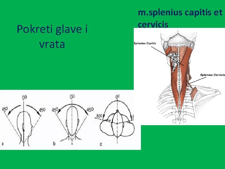 Pokreti glave i vrata m. splenius capitis et cervicis 