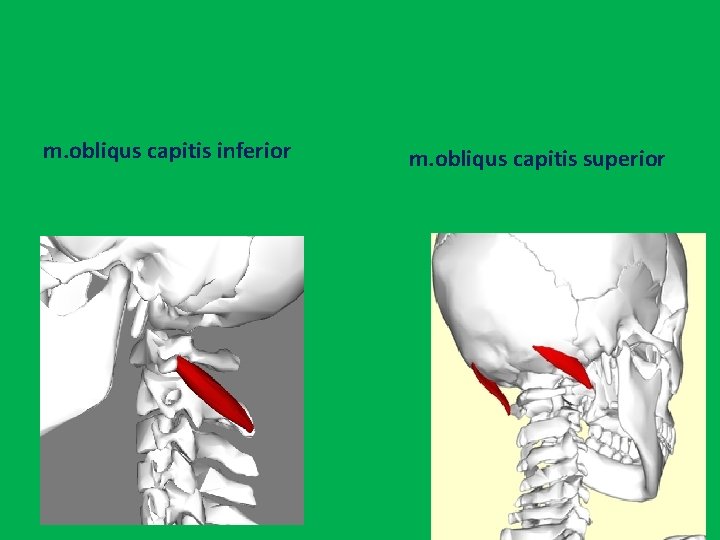 m. obliqus capitis inferior m. obliqus capitis superior 