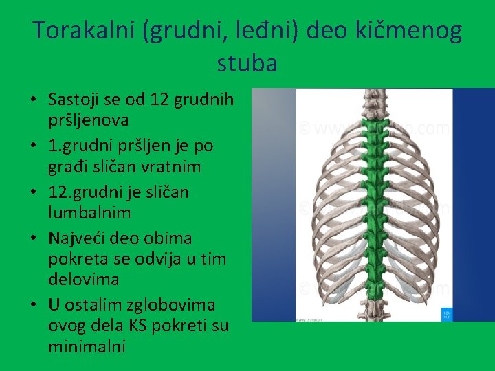 Torakalni (grudni, leđni) deo kičmenog stuba • Sastoji se od 12 grudnih pršljenova •