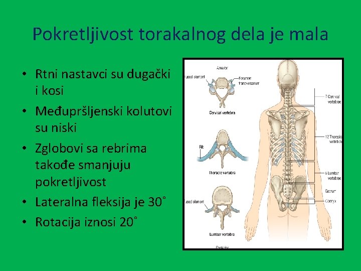 Pokretljivost torakalnog dela je mala • Rtni nastavci su dugački i kosi • Međupršljenski